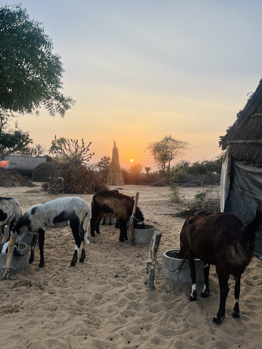 seemakhokhar88's tweet image. सुनहरी धूप ढलती हुई, रेत की खुशबू और चरते हुए पशु…
गाँव की सुहानी शाम दिल को सुकून दे जाती है 🌅🐐

#GaonKiShaam #VillageLife #Sukoon #SunsetVibes #RuralIndia