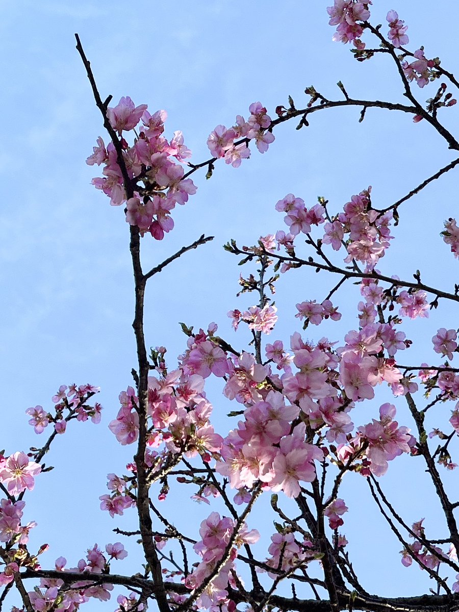 retina835's tweet photo. #道の駅やちよ　#河津桜
今日行ってきました
ほぼ見頃！
今週中に行ってください
注意すべきは駐車場🅿️
道の駅が工事で閉鎖中です
川の対岸にある「農業交流センター」のみです(4、50台)
今日は日曜日だったので8:40着で行きました
既に20台くらいはいました https://t.co/bbsM90XXvJ