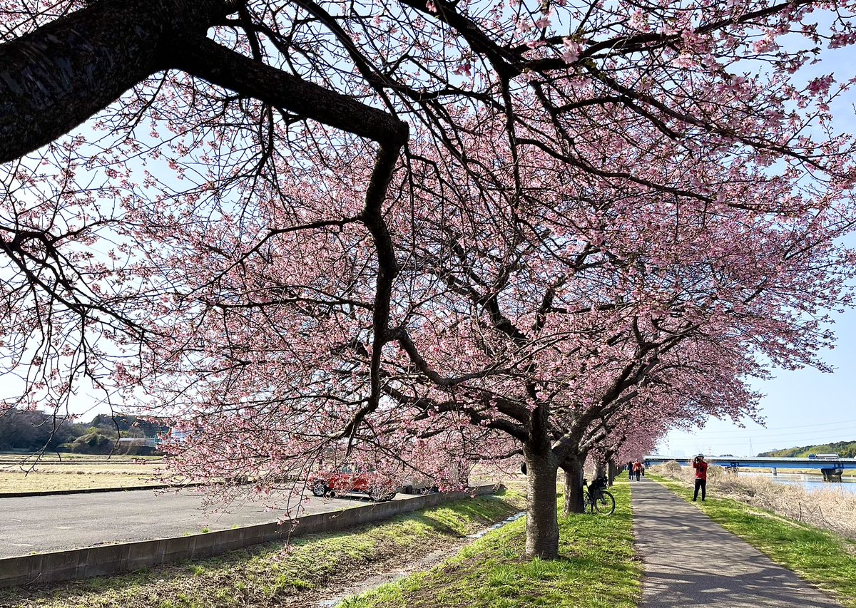 retina835's tweet photo. #道の駅やちよ　#河津桜
今日行ってきました
ほぼ見頃！
今週中に行ってください
注意すべきは駐車場🅿️
道の駅が工事で閉鎖中です
川の対岸にある「農業交流センター」のみです(4、50台)
今日は日曜日だったので8:40着で行きました
既に20台くらいはいました https://t.co/bbsM90XXvJ