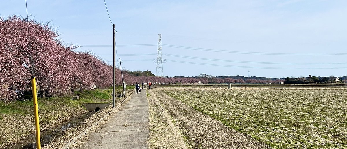 retina835's tweet photo. #道の駅やちよ　#河津桜
今日行ってきました
ほぼ見頃！
今週中に行ってください
注意すべきは駐車場🅿️
道の駅が工事で閉鎖中です
川の対岸にある「農業交流センター」のみです(4、50台)
今日は日曜日だったので8:40着で行きました
既に20台くらいはいました https://t.co/bbsM90XXvJ