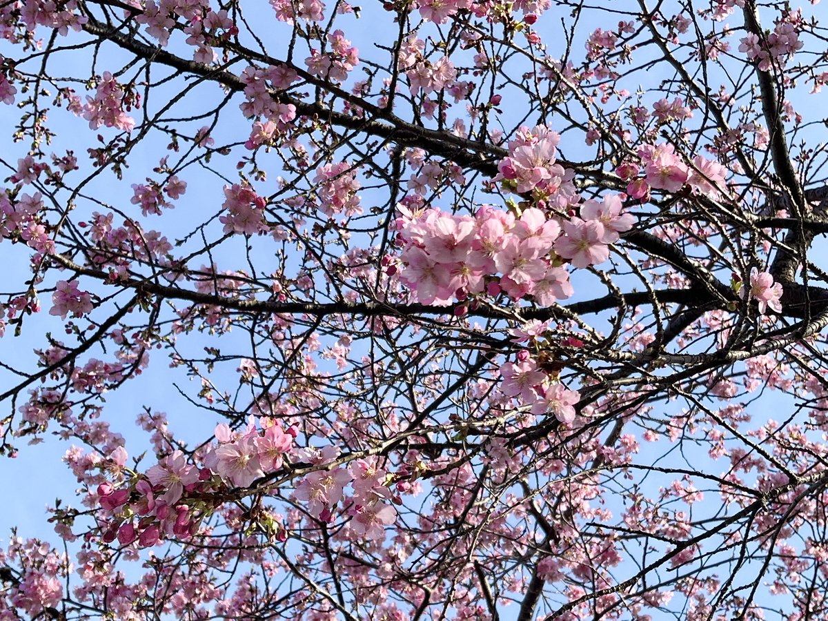 retina835's tweet photo. #道の駅やちよ　#河津桜
今日行ってきました
ほぼ見頃！
今週中に行ってください
注意すべきは駐車場🅿️
道の駅が工事で閉鎖中です
川の対岸にある「農業交流センター」のみです(4、50台)
今日は日曜日だったので8:40着で行きました
既に20台くらいはいました https://t.co/bbsM90XXvJ