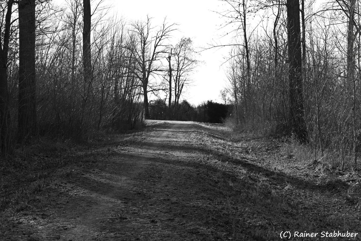 EbenBildDesigns's tweet photo. Das ferne Licht am Ende der Allee. Jeder Schritt führt tiefer in die Stille, jeder Schatten weist den Weg nach Hause. #EbenBildDesigns #Wandern #Lichtblick #Perspektive #SchwarzWeissFotografie https://t.co/5aTbca3qUU