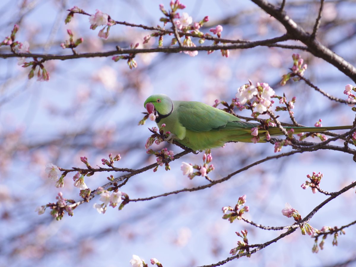 645Z／smc PENTAX-FA645 150-300mm F5.6 ED [IF] 護国寺の不老門の両側