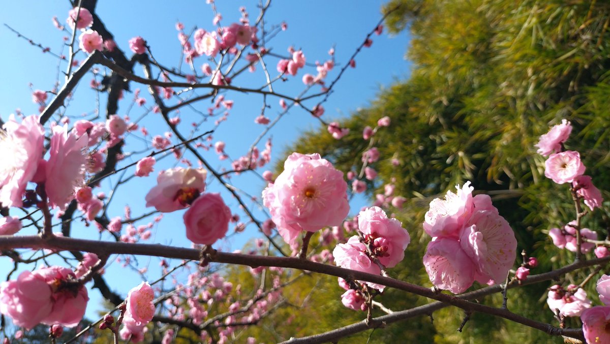神代植物公園、本当に梅が綺麗で入って良かった～って思った！（コラボ自体は入らなくても参加できるので）
晴れてたのも良かった☺️