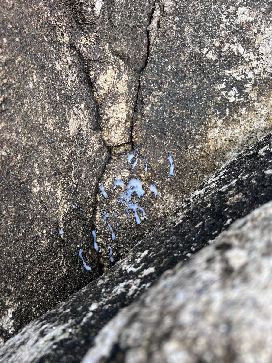 XLGAL (21cms) tweet media