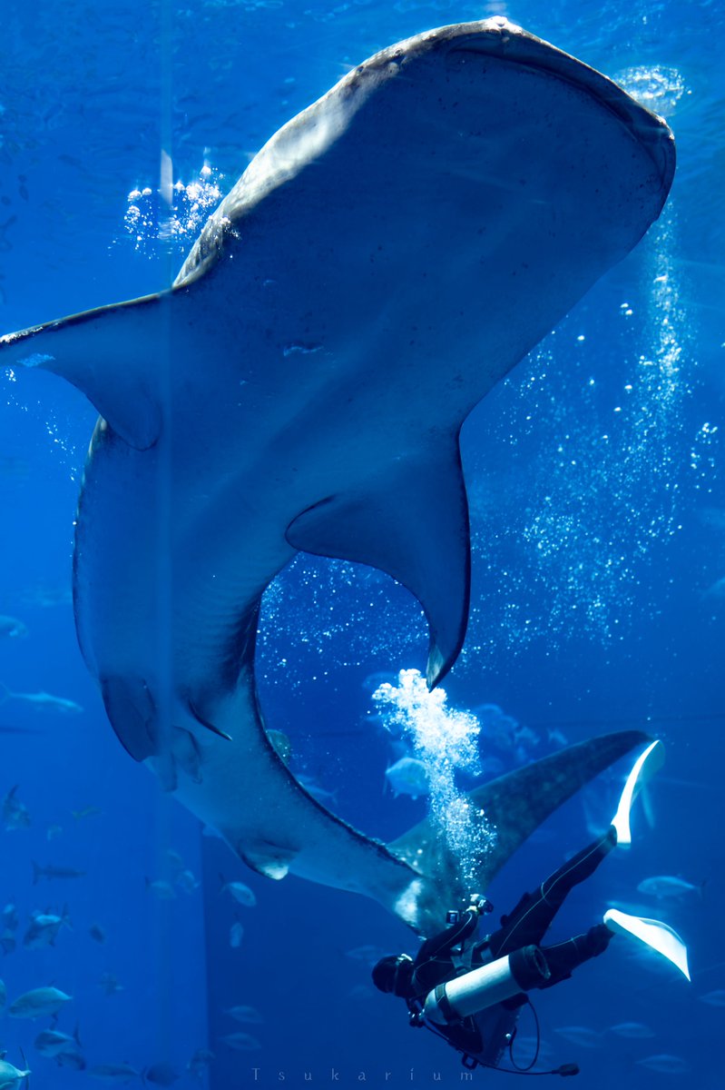 tsukarium's tweet photo. 全長8.8m、世界最長飼育記録を更新し続ける美ら海水族館のジンベエザメの大きさがわかる写真 https://t.co/7j9NAsVESP