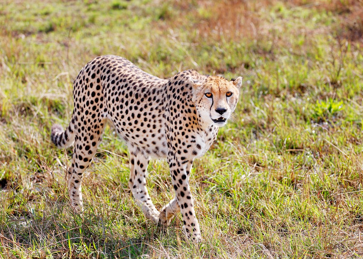 Unconditional Wildlife tweet media