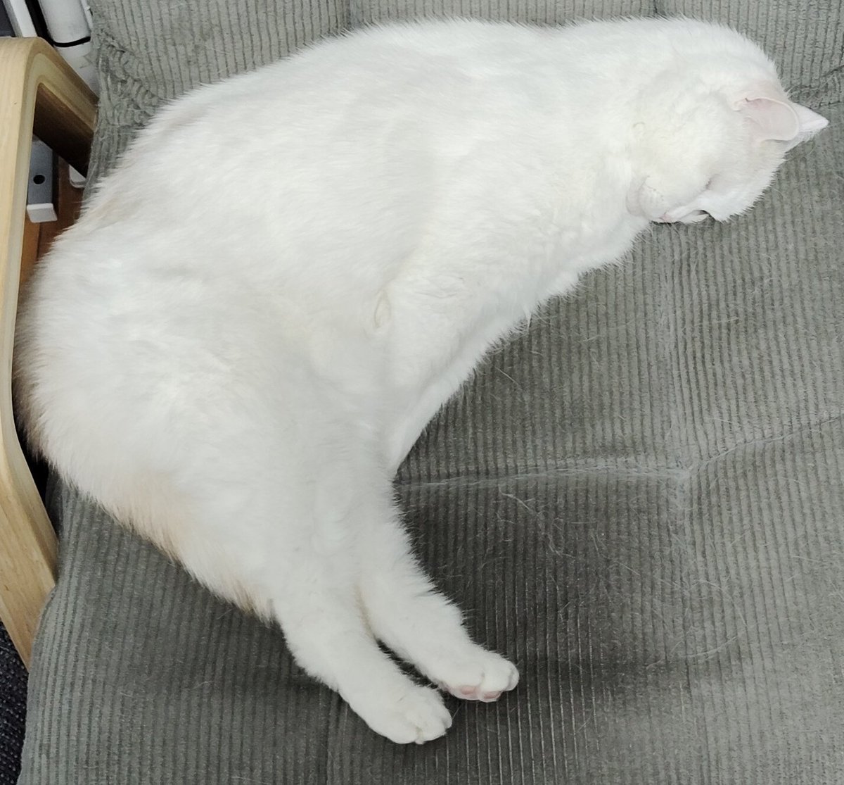 福ちゃん (@fukuchanwhite) on X