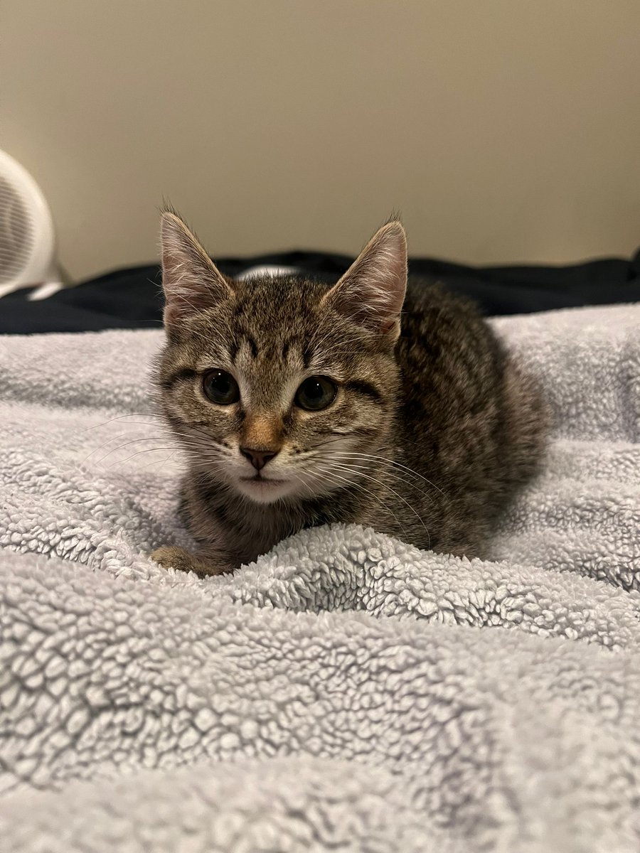 SPECR_cat tweet media