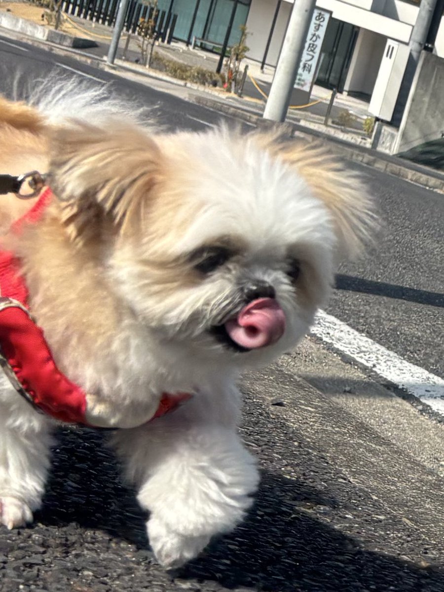 みかん日記（犬） (@mikandaisukisu) / Posts / X