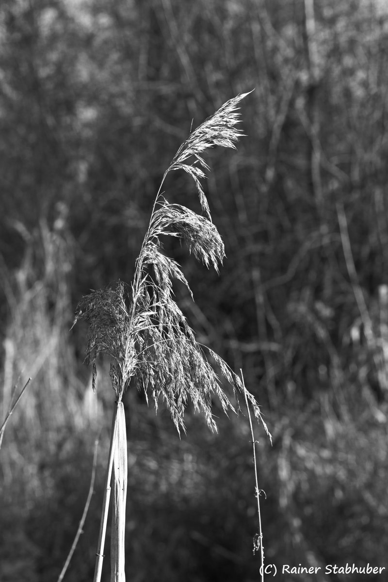 EbenBildDesigns's tweet photo. Ein leises Wispern im Winterwind. Filigran und stark zugleich – die Kunst der Natur braucht keine Farben, um zu glänzen. ✨ #EbenBildDesigns #Details #Naturfotografie #Schilf #Winterzauber https://t.co/vz8QzwxTu1
