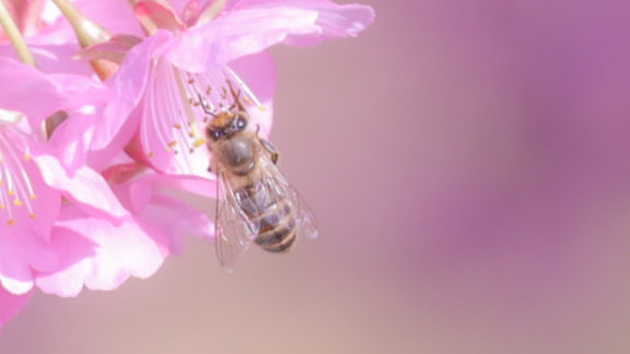 EOS_aze's tweet photo. 河津桜と蜂

Canon EOS M200
【EF-M55-200mm f/4.5-6.3 IS STM】
ISO 100┊︎200 mm┊︎0 ev┊︎f6.3┊︎1/200 s

#ミラーレス #カメラ女子 #カメラ好き #カメラ練習中 #ファインダー越しの私の世界 #写真で伝えたい私の世界 #写真好きな人と繋がりたい #写真撮ってる人と繋がりたい https://t.co/UtfyBTriDl