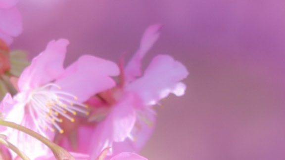 EOS_aze's tweet photo. 河津桜と蜂

Canon EOS M200
【EF-M55-200mm f/4.5-6.3 IS STM】
ISO 100┊︎200 mm┊︎0 ev┊︎f6.3┊︎1/200 s

#ミラーレス #カメラ女子 #カメラ好き #カメラ練習中 #ファインダー越しの私の世界 #写真で伝えたい私の世界 #写真好きな人と繋がりたい #写真撮ってる人と繋がりたい https://t.co/UtfyBTriDl