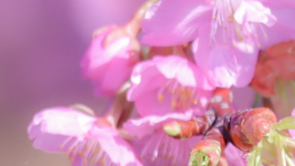 EOS_aze's tweet photo. 河津桜と蜂

Canon EOS M200
【EF-M55-200mm f/4.5-6.3 IS STM】
ISO 100┊︎200 mm┊︎0 ev┊︎f6.3┊︎1/200 s

#ミラーレス #カメラ女子 #カメラ好き #カメラ練習中 #ファインダー越しの私の世界 #写真で伝えたい私の世界 #写真好きな人と繋がりたい #写真撮ってる人と繋がりたい https://t.co/UtfyBTriDl
