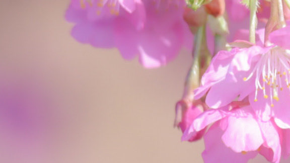 EOS_aze's tweet photo. 河津桜と蜂

Canon EOS M200
【EF-M55-200mm f/4.5-6.3 IS STM】
ISO 100┊︎200 mm┊︎0 ev┊︎f6.3┊︎1/200 s

#ミラーレス #カメラ女子 #カメラ好き #カメラ練習中 #ファインダー越しの私の世界 #写真で伝えたい私の世界 #写真好きな人と繋がりたい #写真撮ってる人と繋がりたい https://t.co/UtfyBTriDl