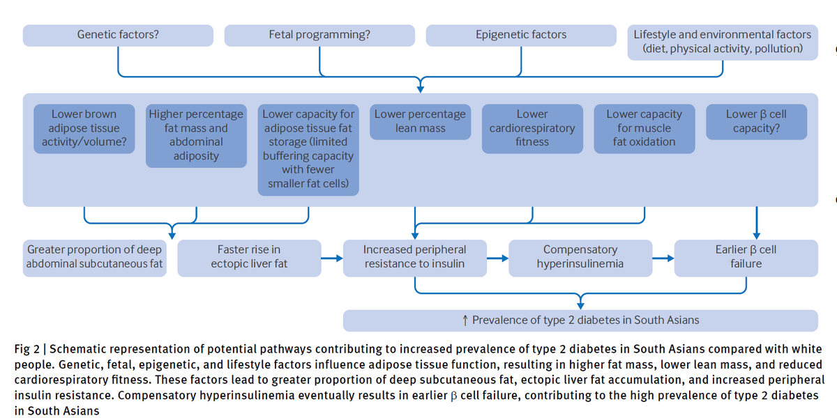 docanoopmisra's tweet photo. In this State-of-the-Art Review published in The @bmj_latest  and written by our team, we comprehensively examine the distinctive #epidemiology, #pathophysiology, and #management challenges of type 2 #diabetes in #SouthAsians.  For PDF: anoopmisra@gmail.com https://t.co/jpInCkzPgy