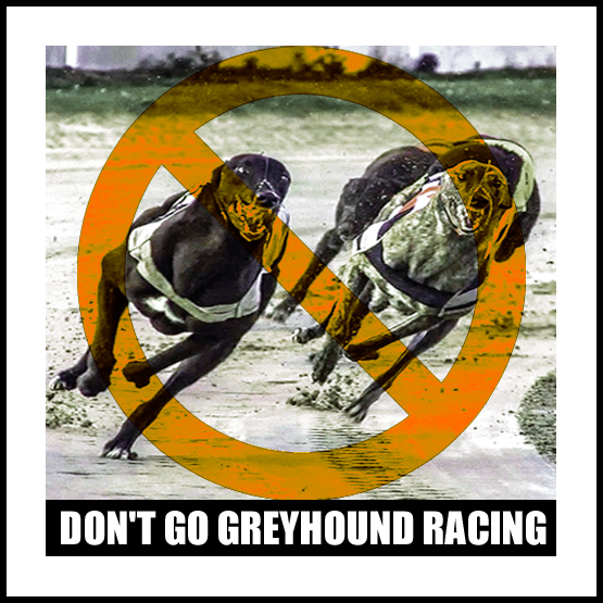 Ban Blood Sports tweet media