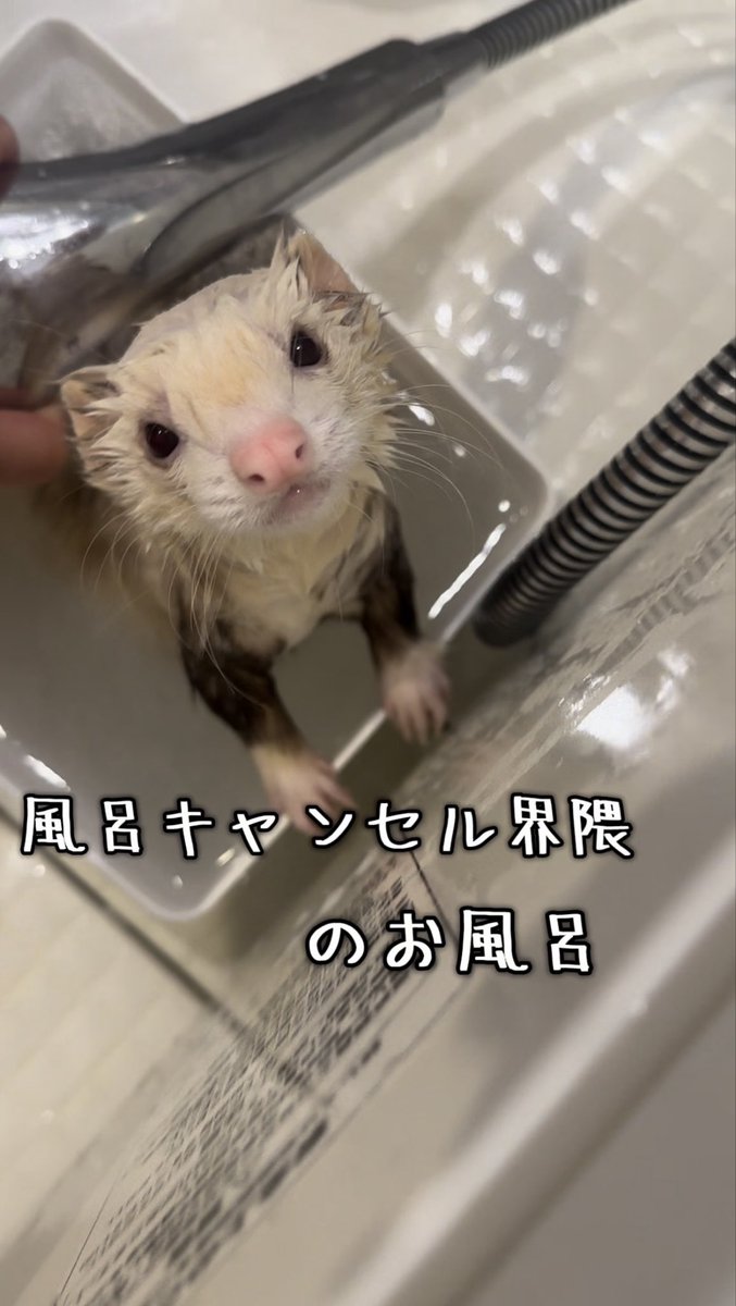puga4tu's tweet photo. 風呂嫌いな子にずっとこんな目で見つめられてて辛すぎた🥹💕

https://t.co/IDiOLXyVxJ https://t.co/19lHsRAECq