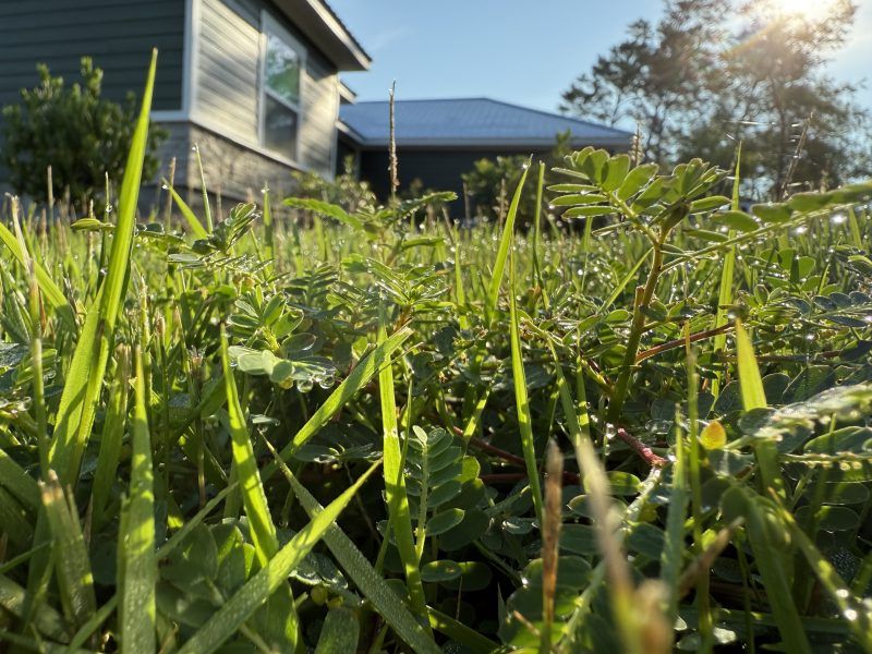 UF/IFAS Panhandle Ag tweet media