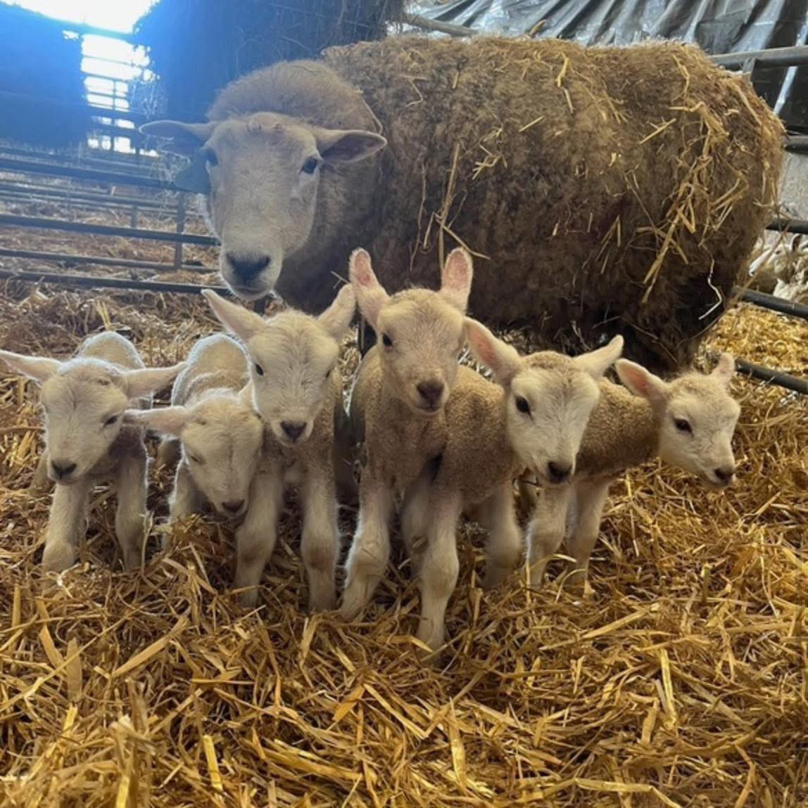 FarmingUK tweet media