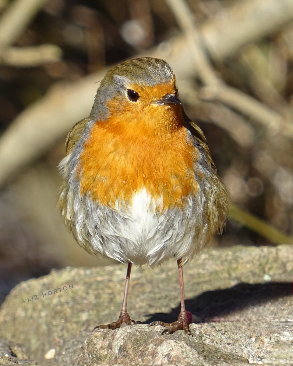 niaga_hijau's tweet image. A favourite #photo
Of my Much-loved #Robin
Tenacious, territorial, passionate..
A Robin visiting your garden
is considered a sign of #goodluck
#happiness and #joy.
#nature #birds #photography
#birdwatching #birdphotography
Wishing you a Happy Joyful #March
#naturelovers .. 🧡🕊