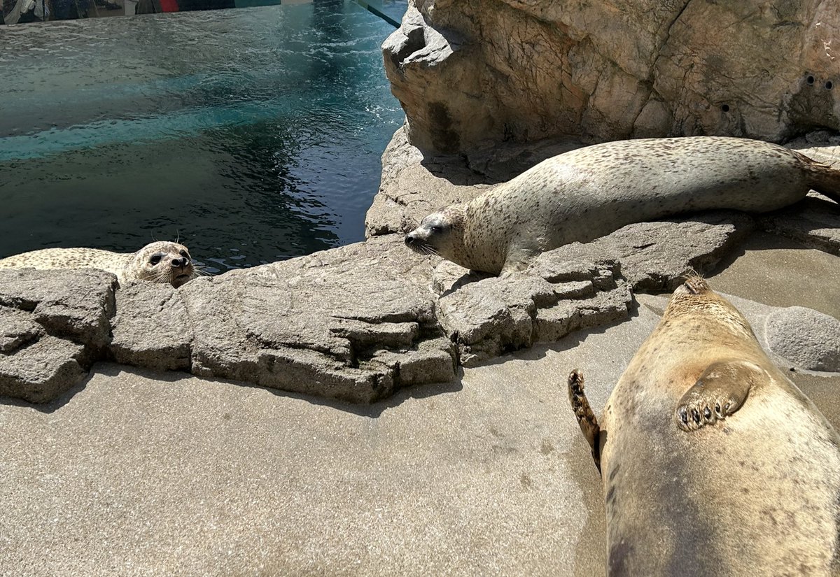 alaskanseals's tweet photo. はじめまして💘ハマちゃん、ヒカルくん、シロくん🦭🦭🦭✨
#京都水族館 https://t.co/dgJPO8q3CE