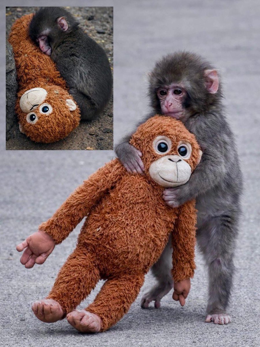 VajraKhan14's tweet image. In all the chaos, don't forget our tiny baby #PunchMonkey