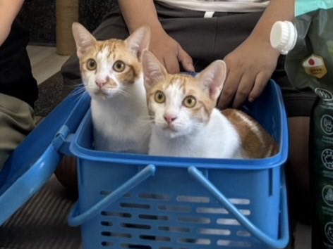 แมคคาเดเมียและเฮเซลนัท (เปลี่ยนชื่อเป็น “อยู่ดี” กับ “มีสุข”) ย้ายบ้านแล้วค่ะ🧡 ขอให้ทั้งสองแฝดมีความสุขกับบ้านใหม่มากๆนะคะ✨🐈