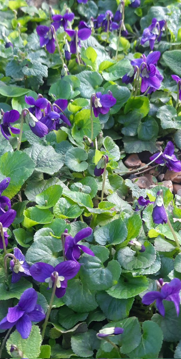 mycathardy's tweet image. Sweet violets in the garden. #violets #gardens