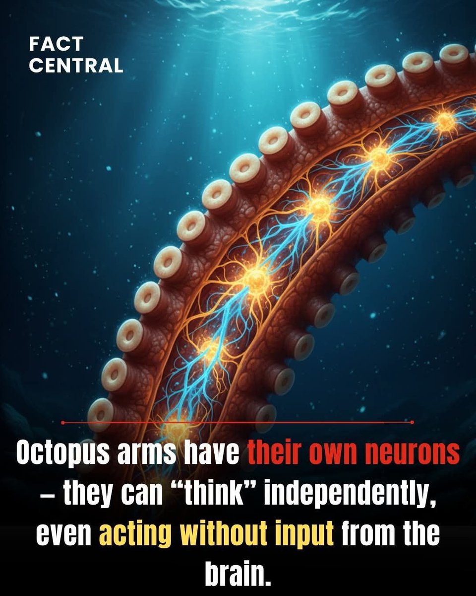 Octopus Neuron Octopuses are already considered some of the smartest animals on Earth ...
