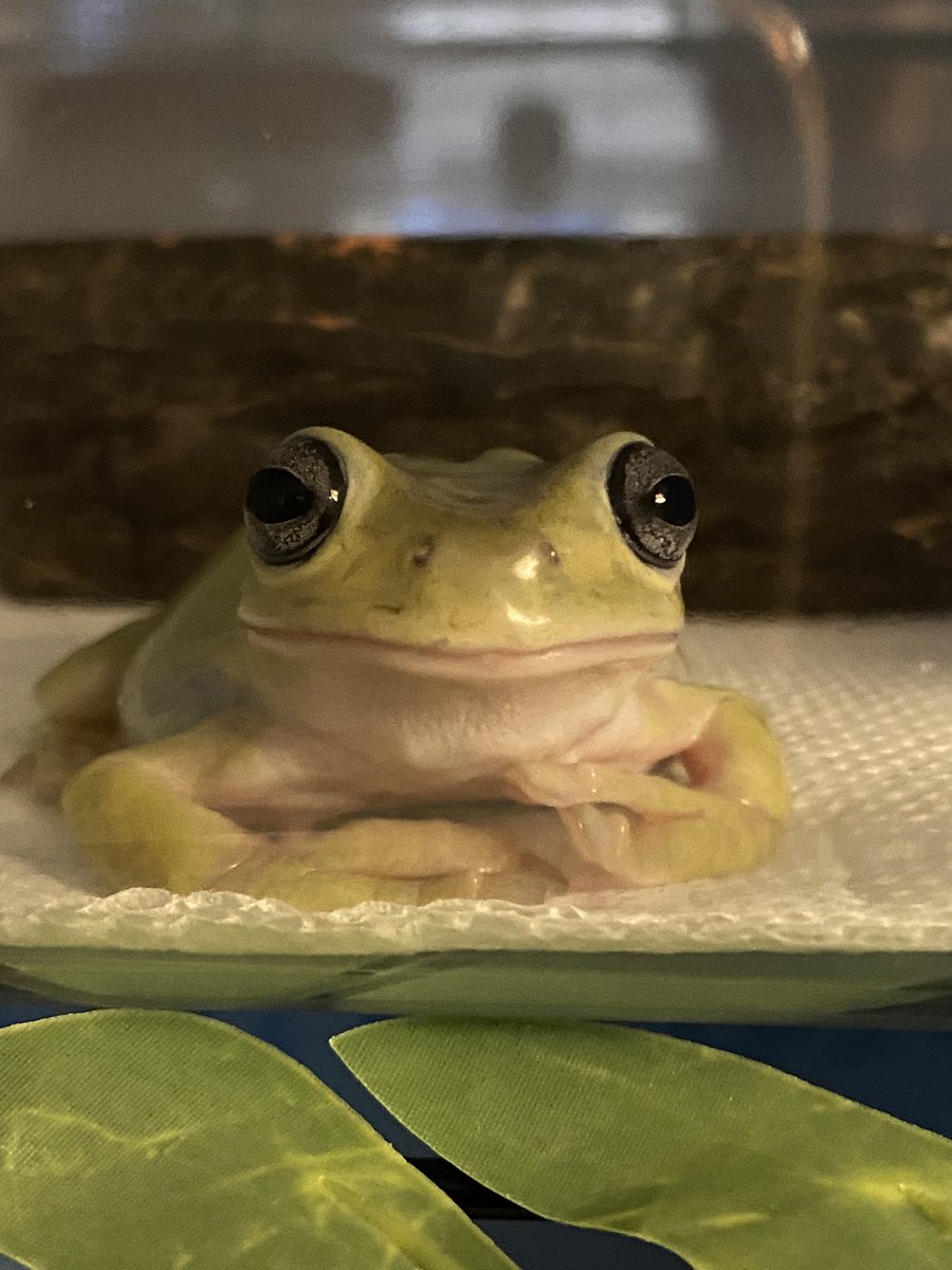 こんばんはの挨拶をしてくれる菅田さん🐸