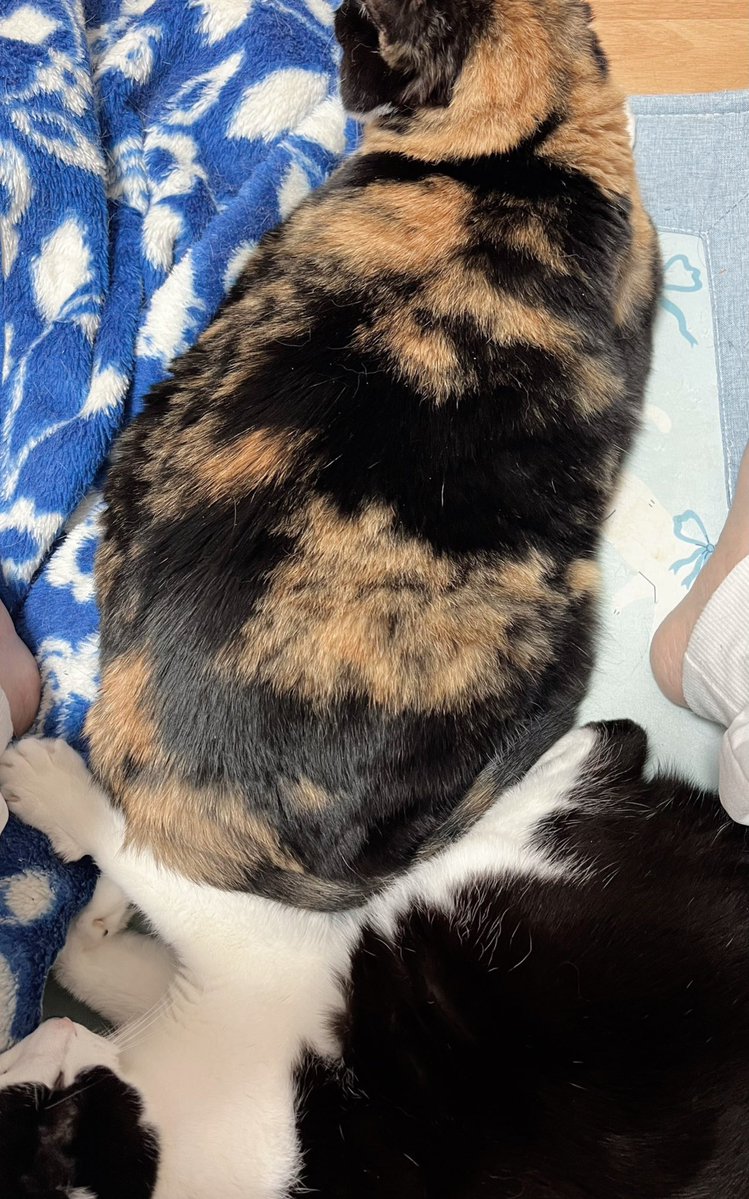 猫屋敷 (@harapeko234) / Posts / X