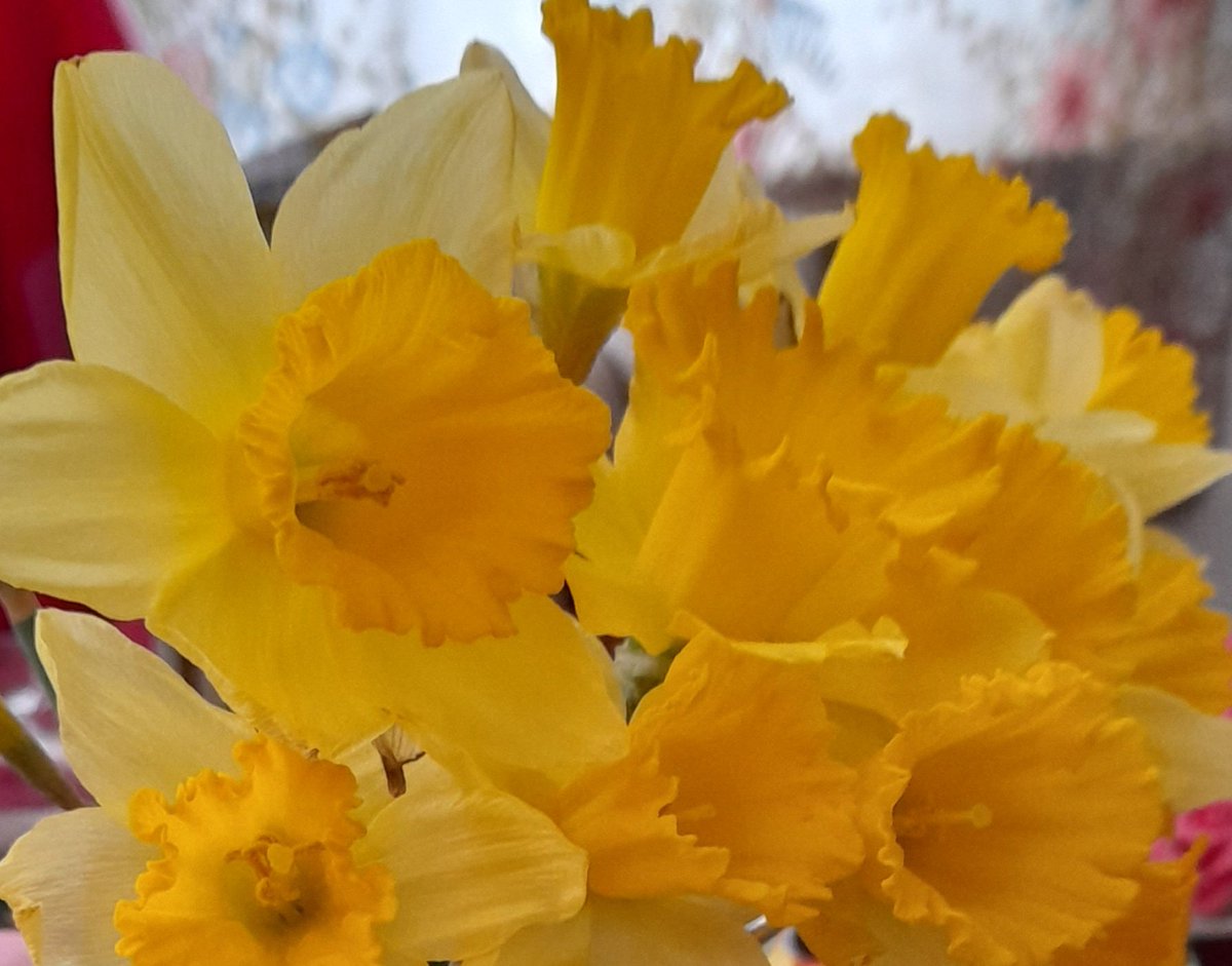 Lost_In_Films_'s tweet photo. How are we already March 1st 😯 #HappyStDavidsDay https://t.co/1qMng8dGV5
