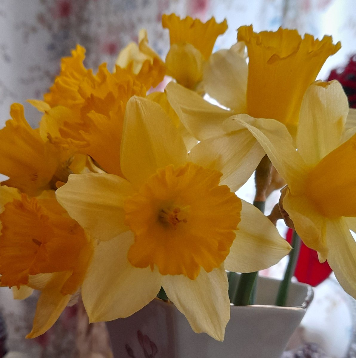 Lost_In_Films_'s tweet photo. How are we already March 1st 😯 #HappyStDavidsDay https://t.co/1qMng8dGV5