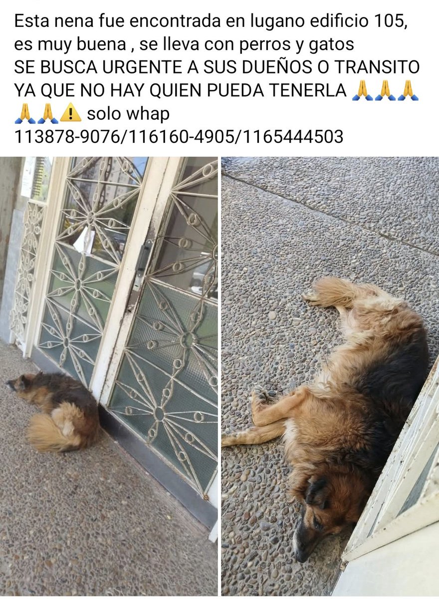 Transito o adopcion