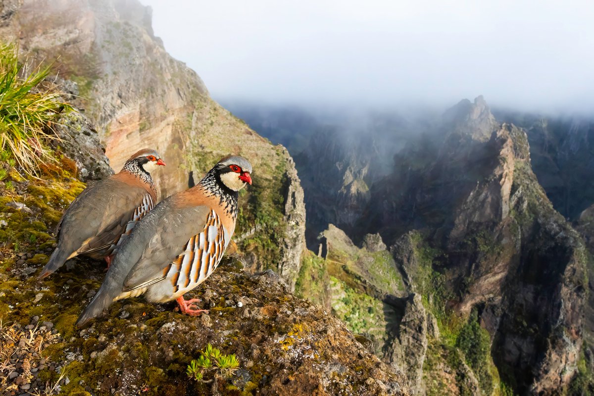 German Puebla tweet media