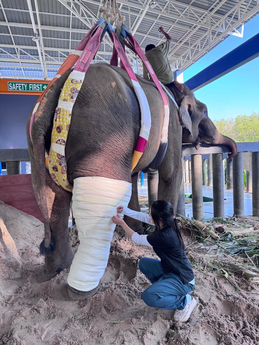 ช่วงนี้ลุ้นกับหมอโบว์มาก อยากให้ภารกิจช่วยพี่เดียว ช้างที่ตกมันแล้ววิ่งตกเขาที่พังงา สำเร็จ หมอบอกว่ากระดูกหักในช้างโอกาสรอดน้อยมาก เพราะช้างตัวใหญ่และน้ำหนักเยอะ ผ่าตัดกระดูกไม่ได้เหมือนคน แต่หมอโบว์ก็ไม่ยอมแพ้ พยายามหาทางรักษาพี่เดียว พี่เดียวก็ยังสู้ ขอให้พี่เดียวหายน้า🥹