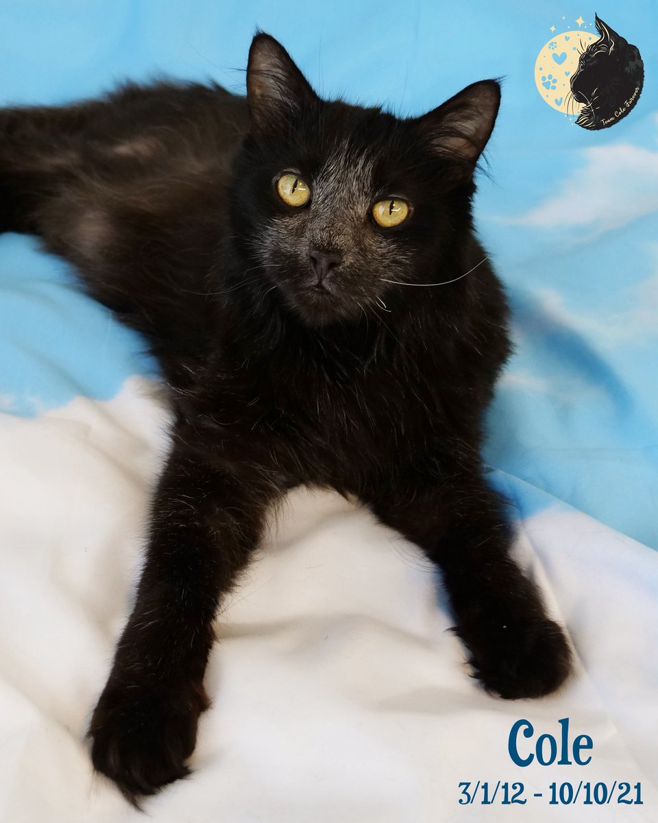 Cole & Marmalade tweet media