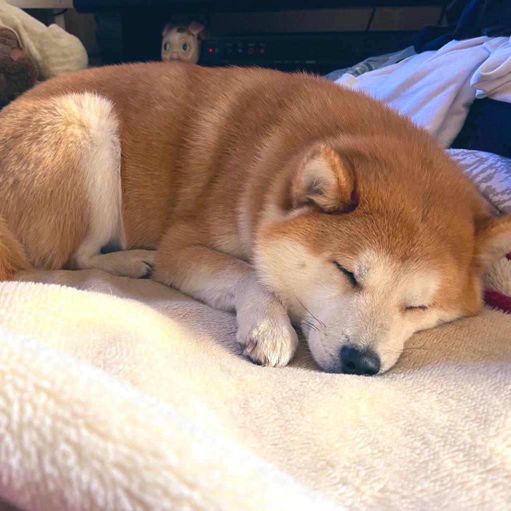 tKmm__sky's tweet photo. かわい〜〜ぬ🐶 https://t.co/clBAsMl7wU