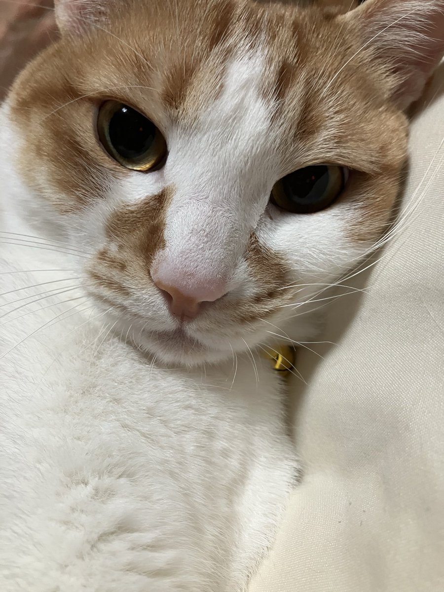 Post by jack@228施工3/1📷 on X: ねむニャンコw