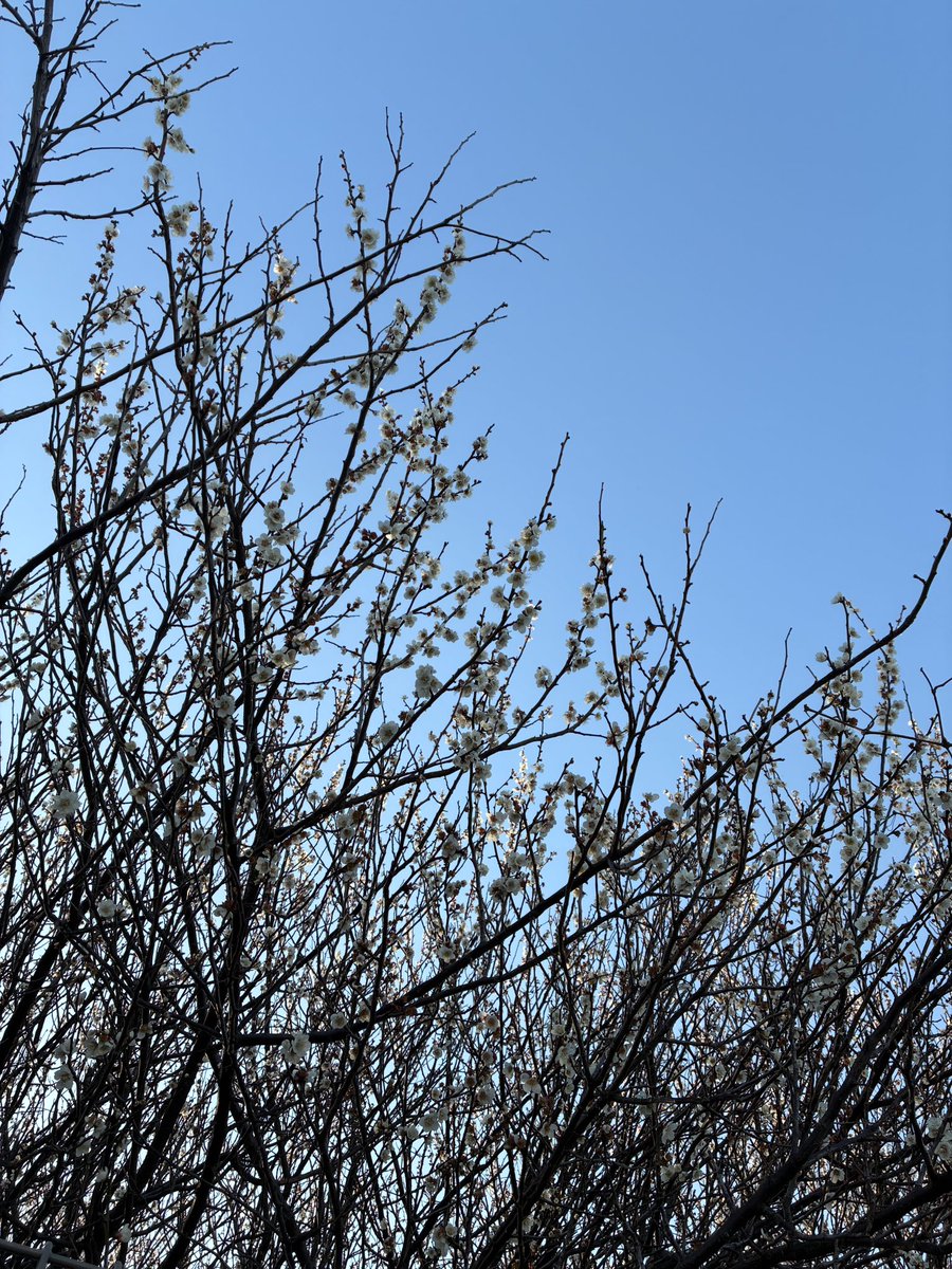 ドリルラーメン tweet media