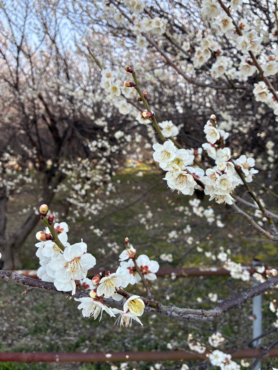 ドリルラーメン tweet media