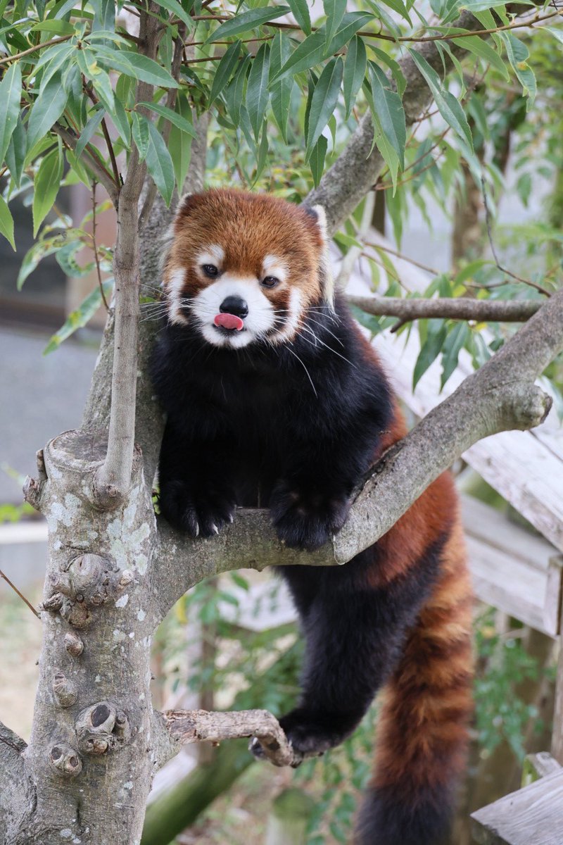 きち (@kitisukekiti) / Posts / X