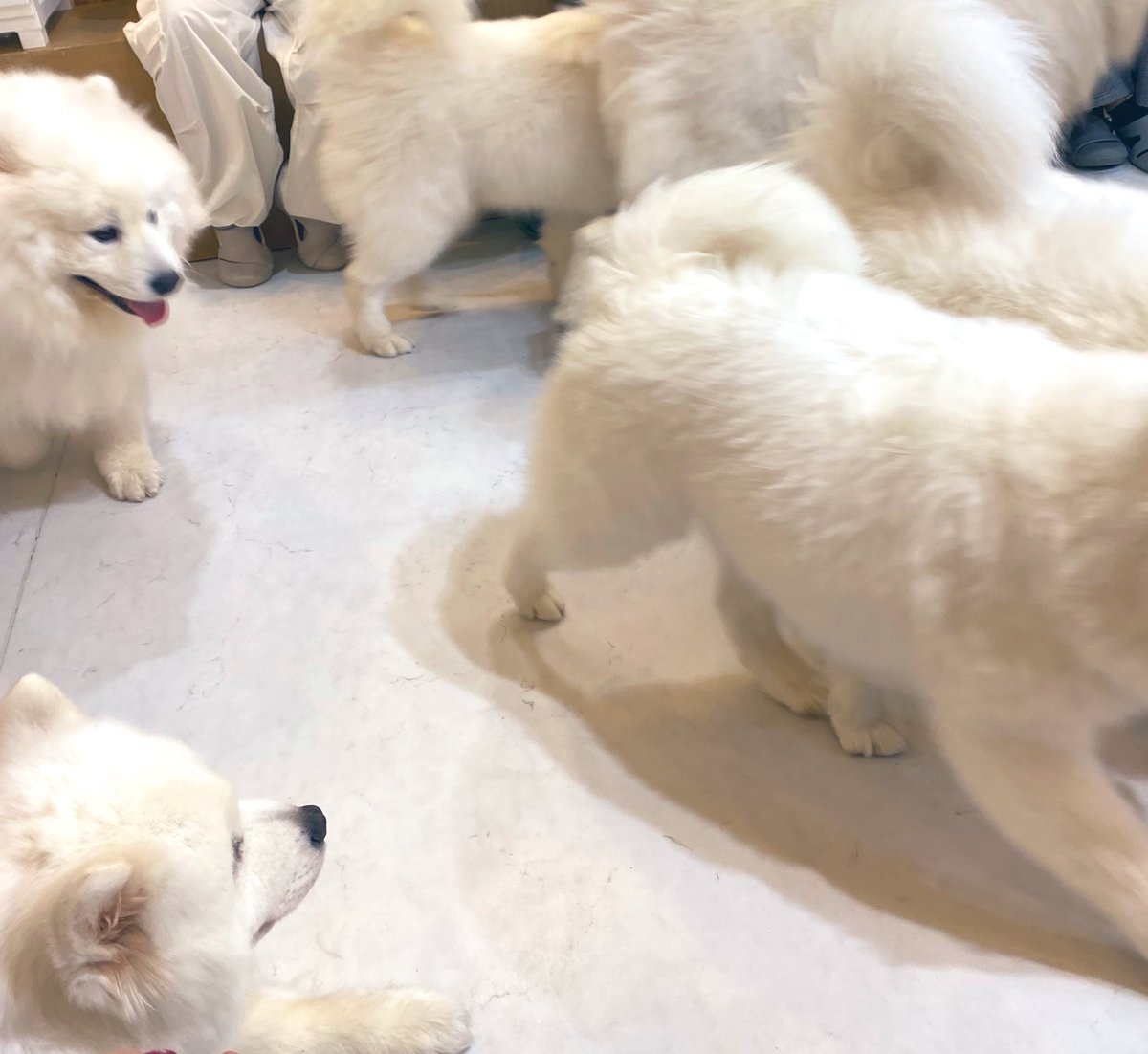 れんさんとふゆさんと三馬鹿会でした…！！
三馬鹿ドリンクの絵柄選べるんですってよ…！さもカフェは想像以上のもふもふ天国でした。