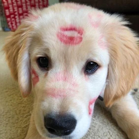 DaKo_77_'s tweet photo. @PartidocraciaR Feliz domingo 🐾🐾😍😍❤️ https://t.co/Ic35xQFpwG
