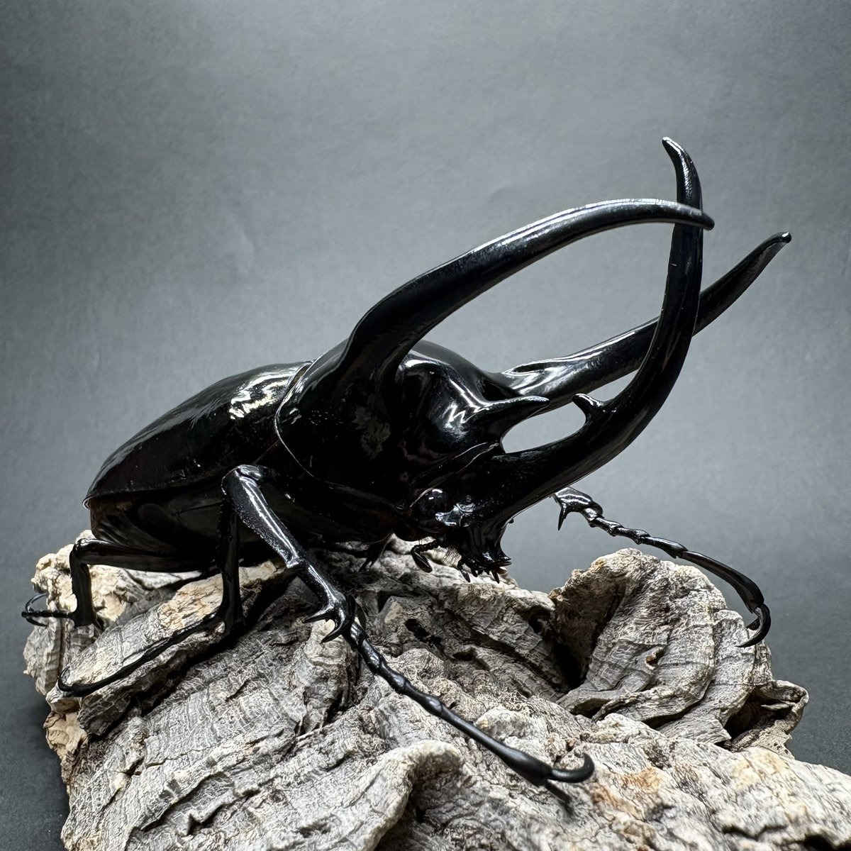 🏴‍☠️89WA【HAKUWA】🏴‍☠️ tweet media