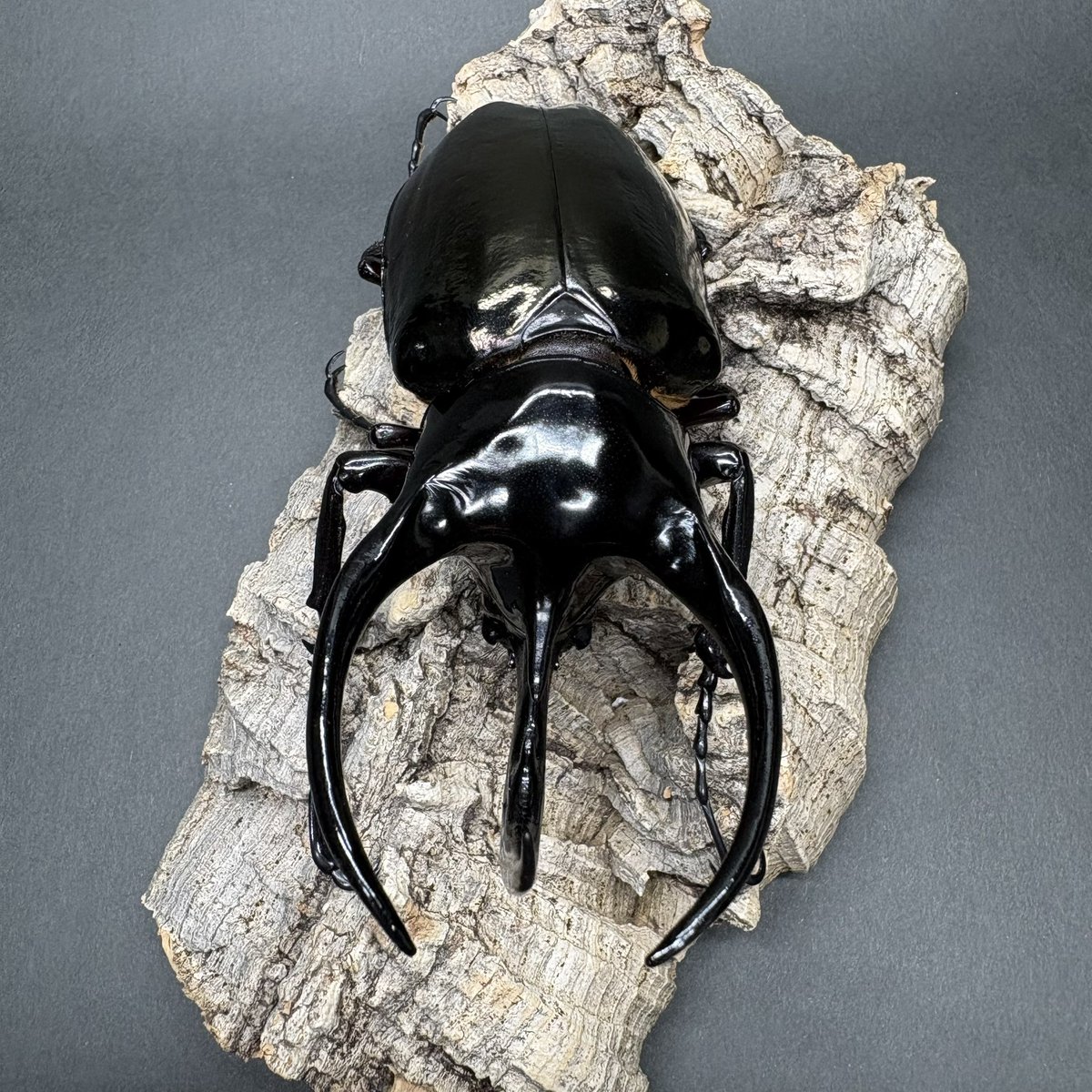 🏴‍☠️89WA【HAKUWA】🏴‍☠️ tweet media