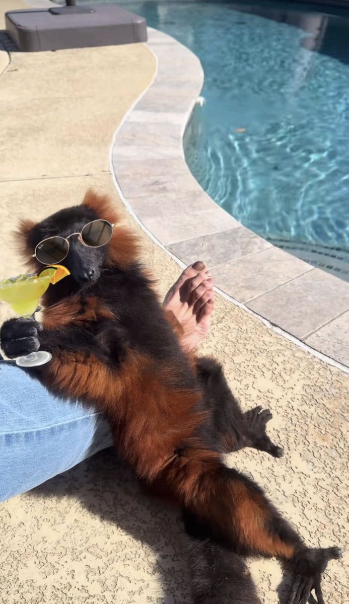 $SUNLEMUR tweet media