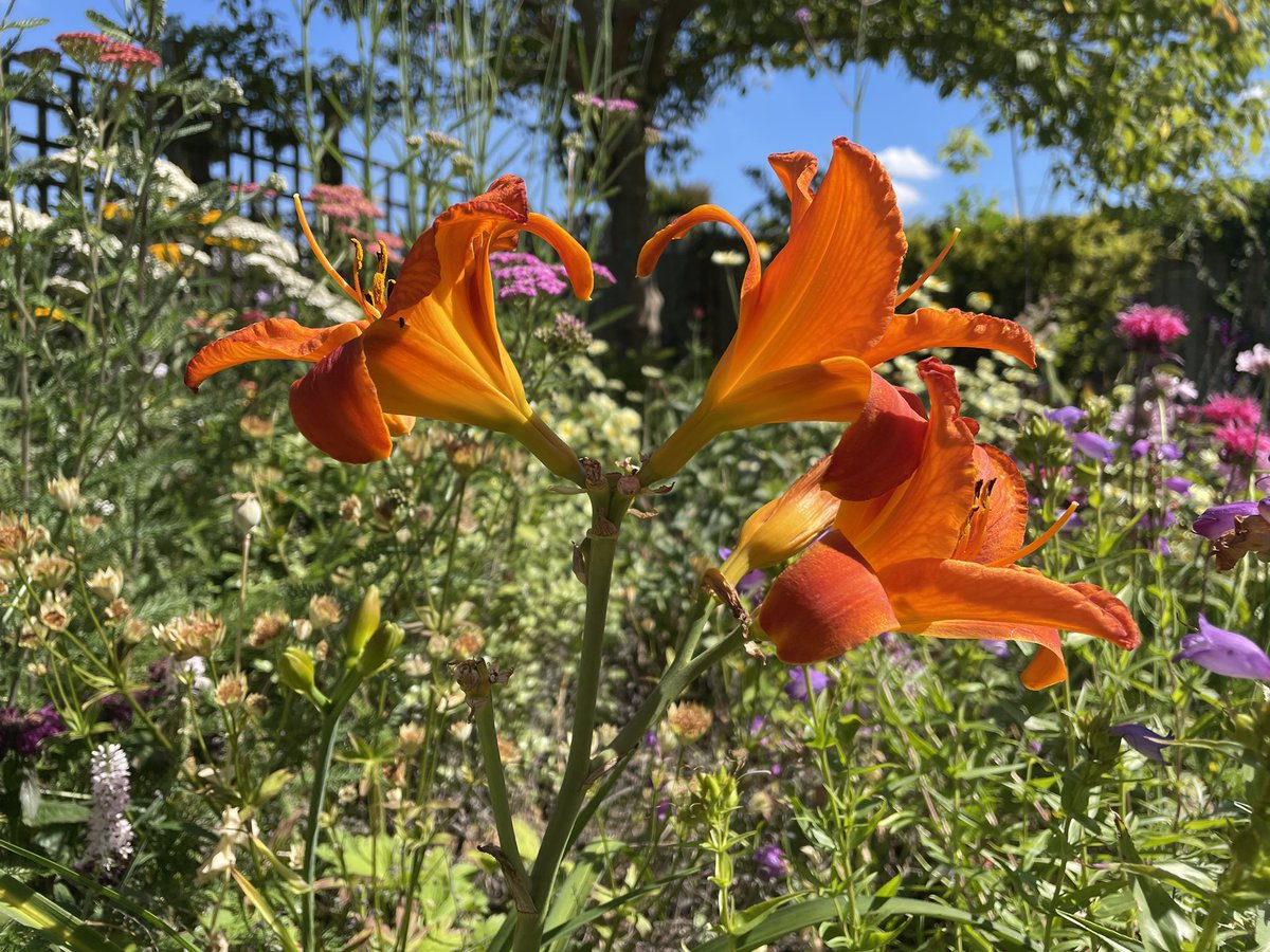 DollysGarden's tweet photo. #WeekHforHs #AlphabetChallenge 

Hemerocallis.  🧡

#DollysCottageGarden https://t.co/AMtqz3h2G0
