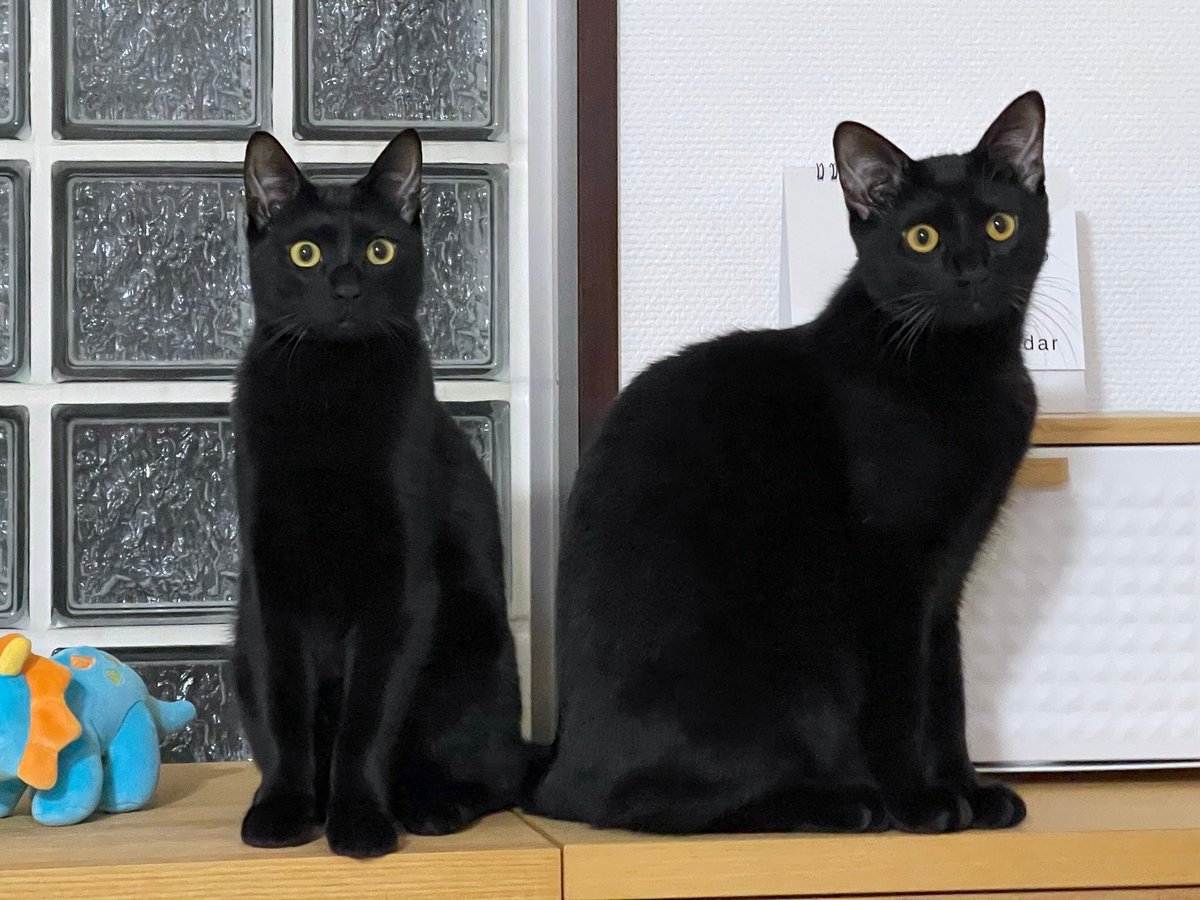 梅子の部屋【黒猫兄妹】 (@umeko9625yamato) / Posts / X
